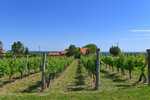2026/03/images/tour_2151/1vinarijadjurdjiccompressed-large.jpg